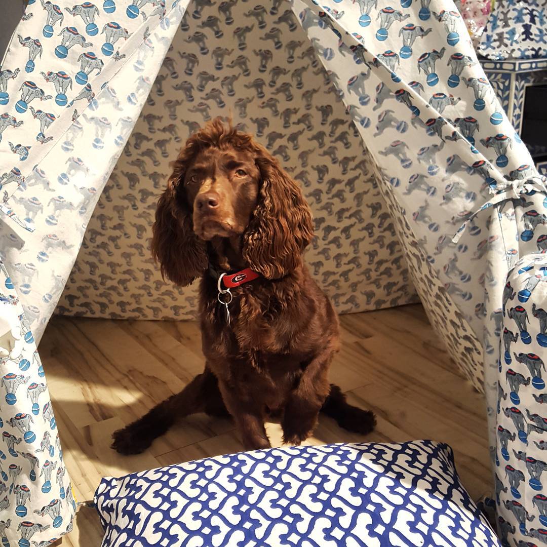 roller rabbit teepee